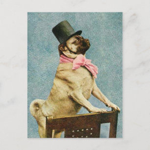 Mops-Hund-Zylinderhut-Postkarte Postkarte