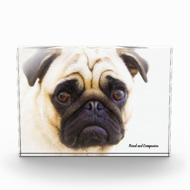 Mops Hunde Fotoblock (Vorderseite)