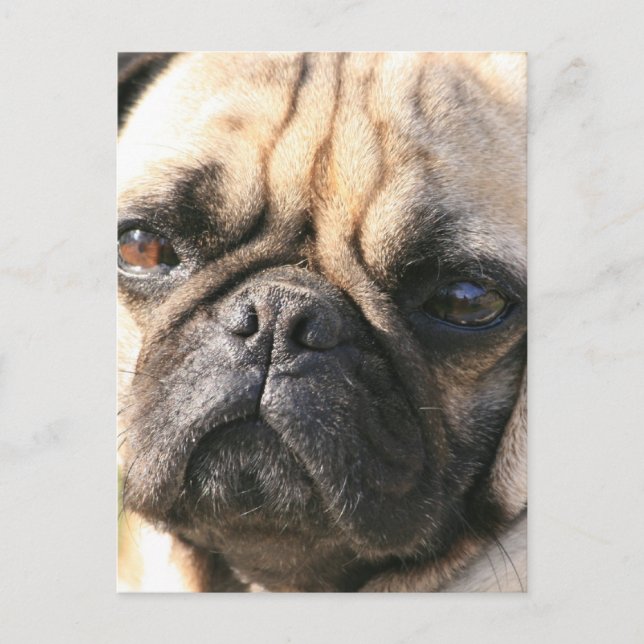 Mops Hunde Postkarte (Vorderseite)