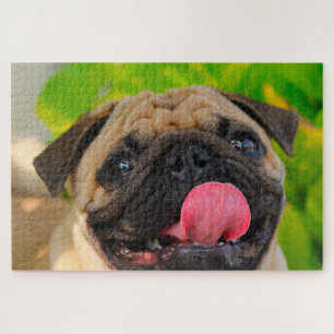 Mops Hunde. Puzzle