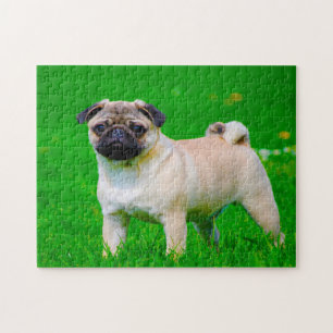 Mops Hunde. Puzzle