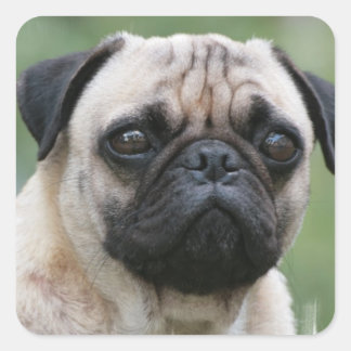 Mops Hundebindkleber Quadratischer Aufkleber
