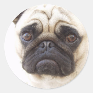 Mops-Hundekleber Runder Aufkleber