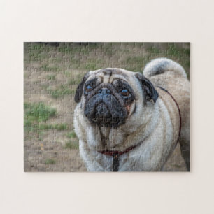 Mops-Hundepuzzle Puzzle