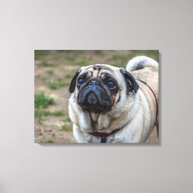 Mops Hundporträt Leinwand (Vorderseite)