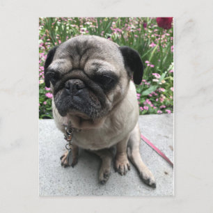 Mops im Garten Postkarte