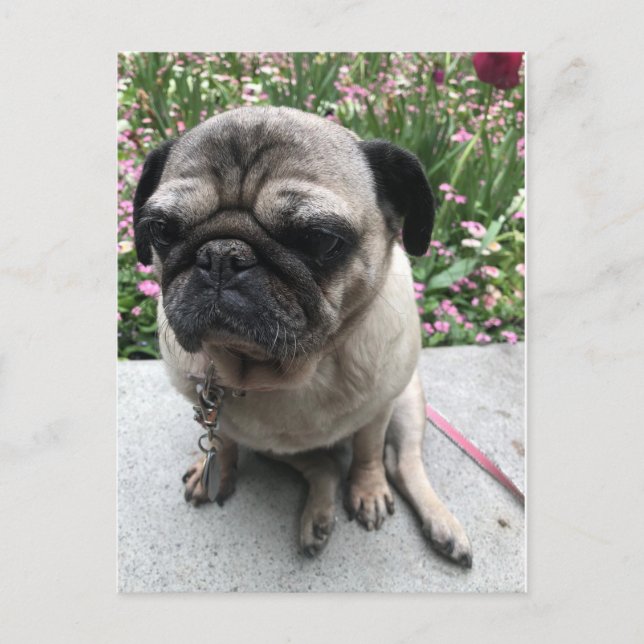 Mops im Garten Postkarte (Vorderseite)