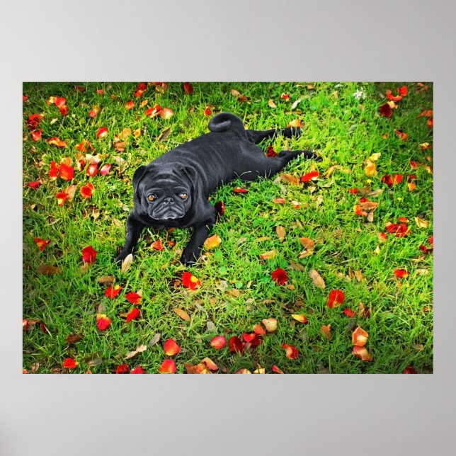 Mops im Park Poster (Vorne)