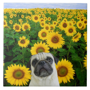 Mops in den Sonnenblumen Fliese
