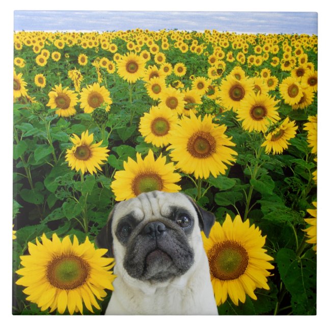 Mops in den Sonnenblumen Fliese (Vorderseite)