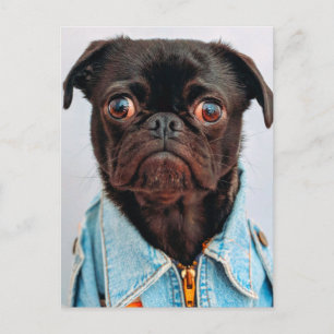 Mops in Denim Jackey Niedlich Adorable Doppy Postkarte