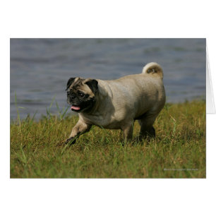 Mops in der Nähe des Wassers