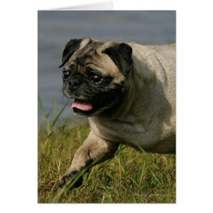 Mops in der Nähe des Wassers