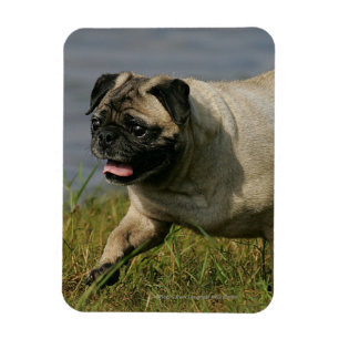 Mops in der Nähe des Wassers Magnet