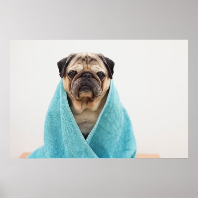 Mops in einem Handtuch Poster (Vorne)
