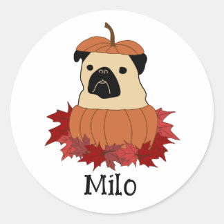 Mops in einem Kürbis Runder Aufkleber