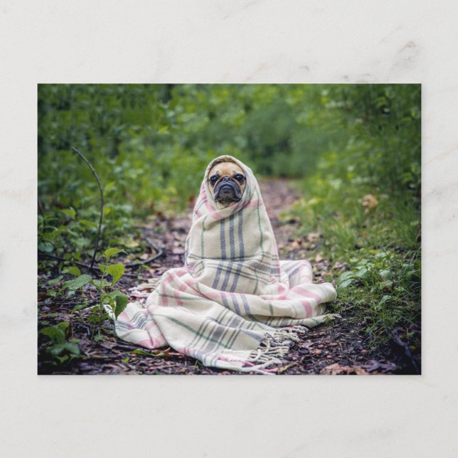 Mops in einer Blankette Postkarte (Vorderseite)