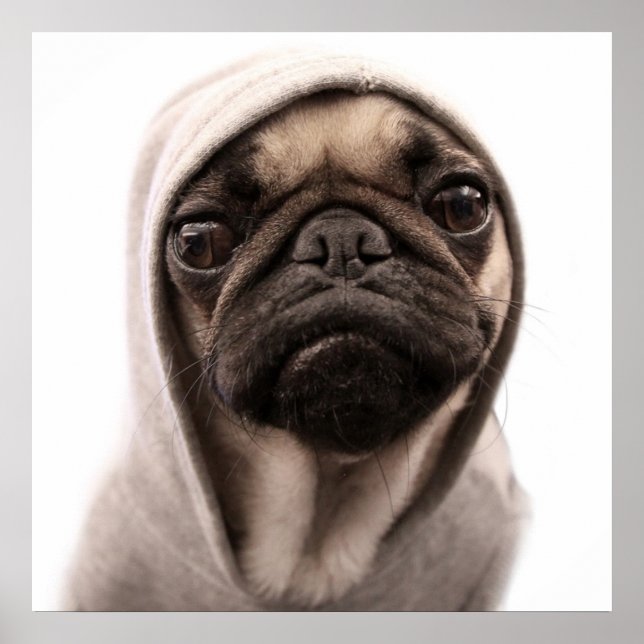 Mops in einer Hoodie Poster (Vorne)