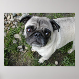 Mops in Kieselsteinen drucken Poster