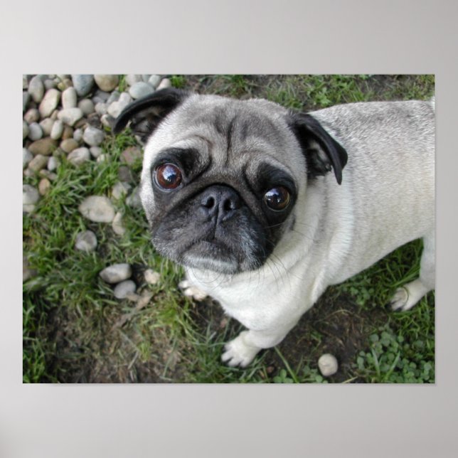 Mops in Kieselsteinen drucken Poster (Vorne)