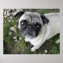 Mops in Kieselsteinen drucken