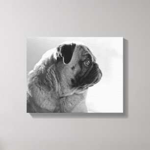 Mops in Profil Leinwanddruck