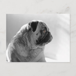 Mops in Profil Postkarte