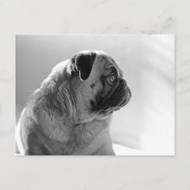 Mops in Profil Postkarte (Vorderseite)