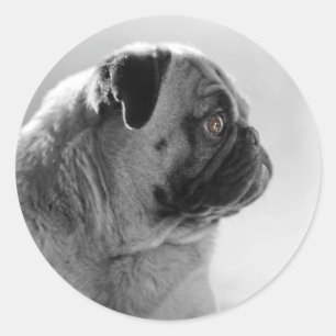 Mops in Profil Runder Aufkleber