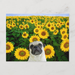 Mops in Sonnenblumen Postkarte
