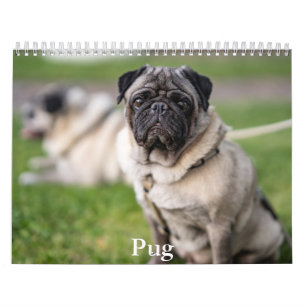 Mops-Kalender Kalender