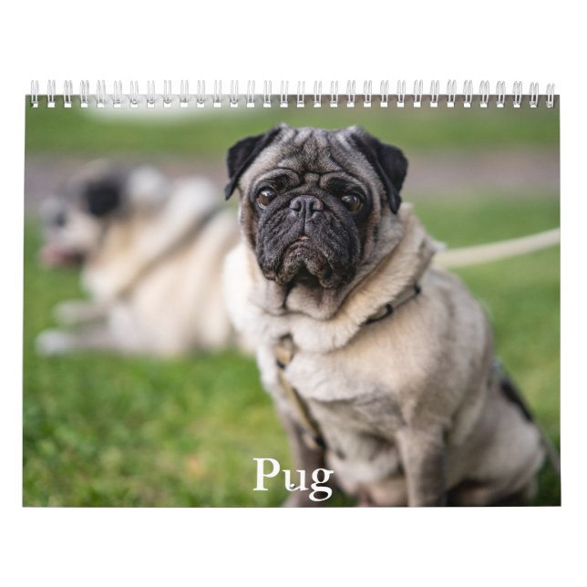 Mops-Kalender Kalender (Titelbild)