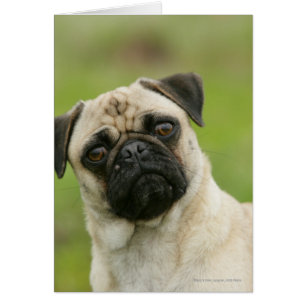 Mops-Kopf gespannt, Kamera betrachtend