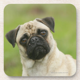 Mops-Kopf gespannt, Kamera betrachtend Untersetzer