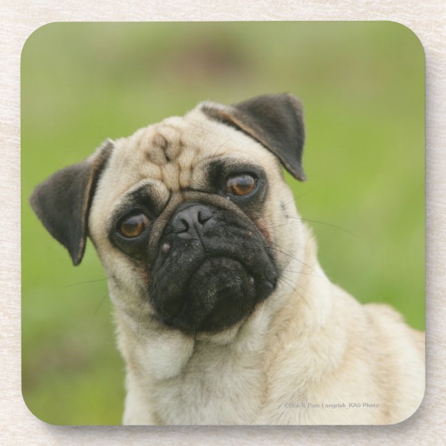 Mops-Kopf gespannt, Kamera betrachtend Untersetzer (Vorderseite)