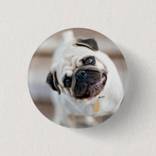 Mops-Kopfneigung Button