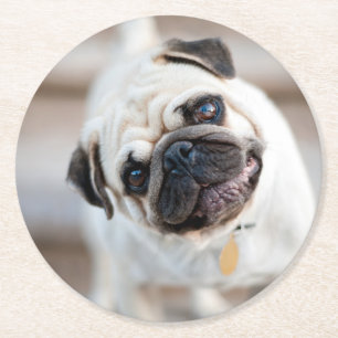 Mops-Kopfneigung Runder Pappuntersetzer