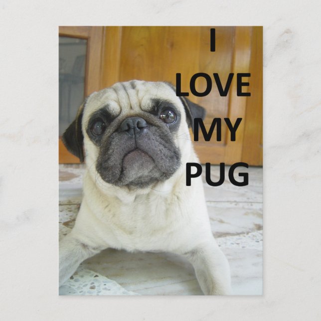 Mops Liebe w pic.png Postkarte (Vorderseite)