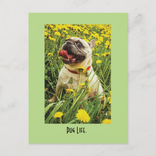 Mops Life Hund Postkarte
