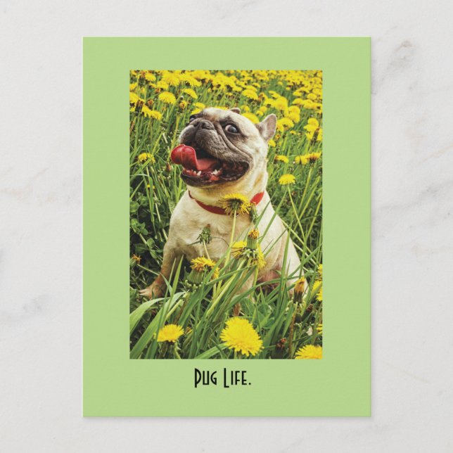 Mops Life Hund Postkarte (Vorderseite)