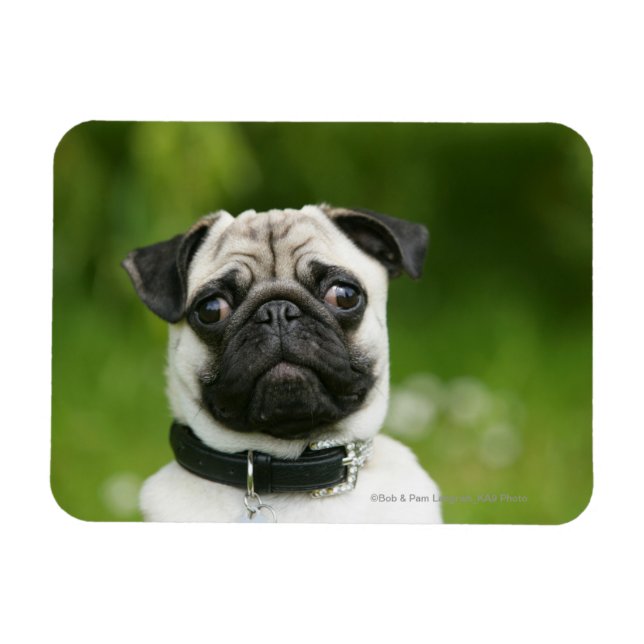 Mops Magnet (Horizontal)