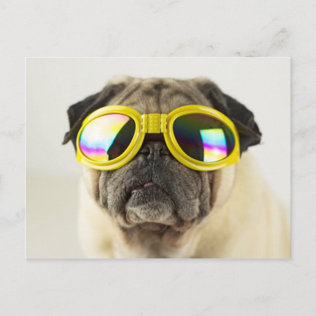 Mops mit Brille Postkarte (Vorderseite)