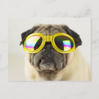 Mops mit Brille