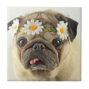 Mops mit Daisy Crown Fliese