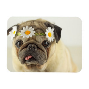 Mops mit Daisy Crown Magnet