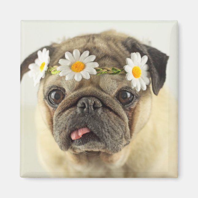 Mops mit Daisy Crown Magnet (Vorne)