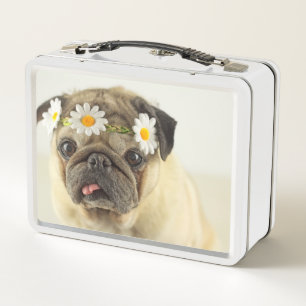 Mops mit Daisy Crown Metall Brotdose