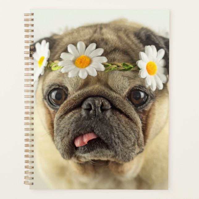 Mops mit Daisy Crown Planer (Vorderseite)