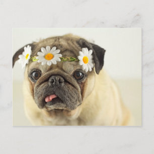 Mops mit Daisy Crown Postkarte