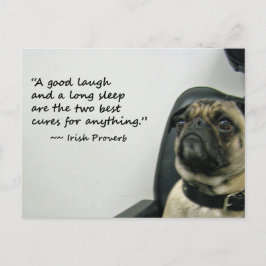 Mops mit der irischen Postkarte
